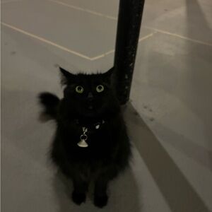 SOLD POSH WONT LET ME DELETE BC‎ OF THEIR DUMB POLICY DO NOT BUY